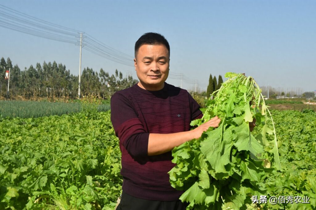 雪菜是什么菜，农村一般都叫什么