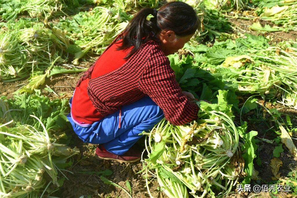 雪菜是什么菜，农村一般都叫什么