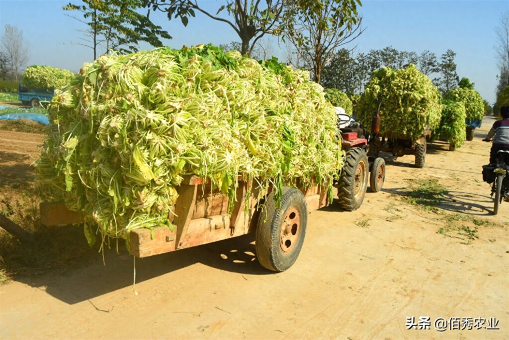 雪菜是什么菜，农村一般都叫什么