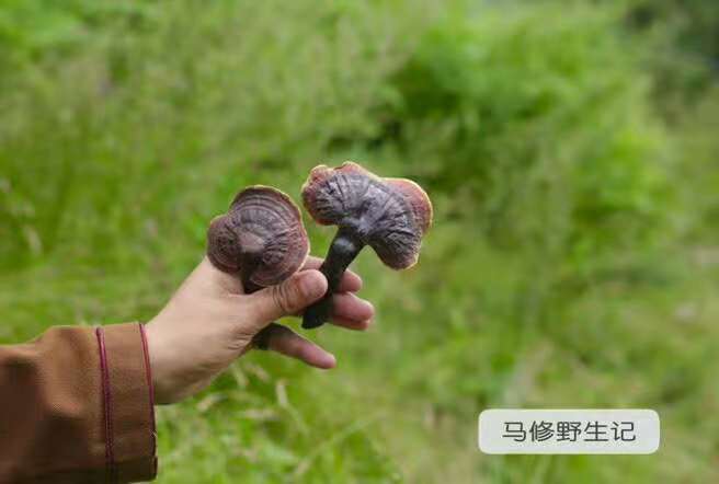 灵芝怎么配效果最好，灵芝最简单的吃法