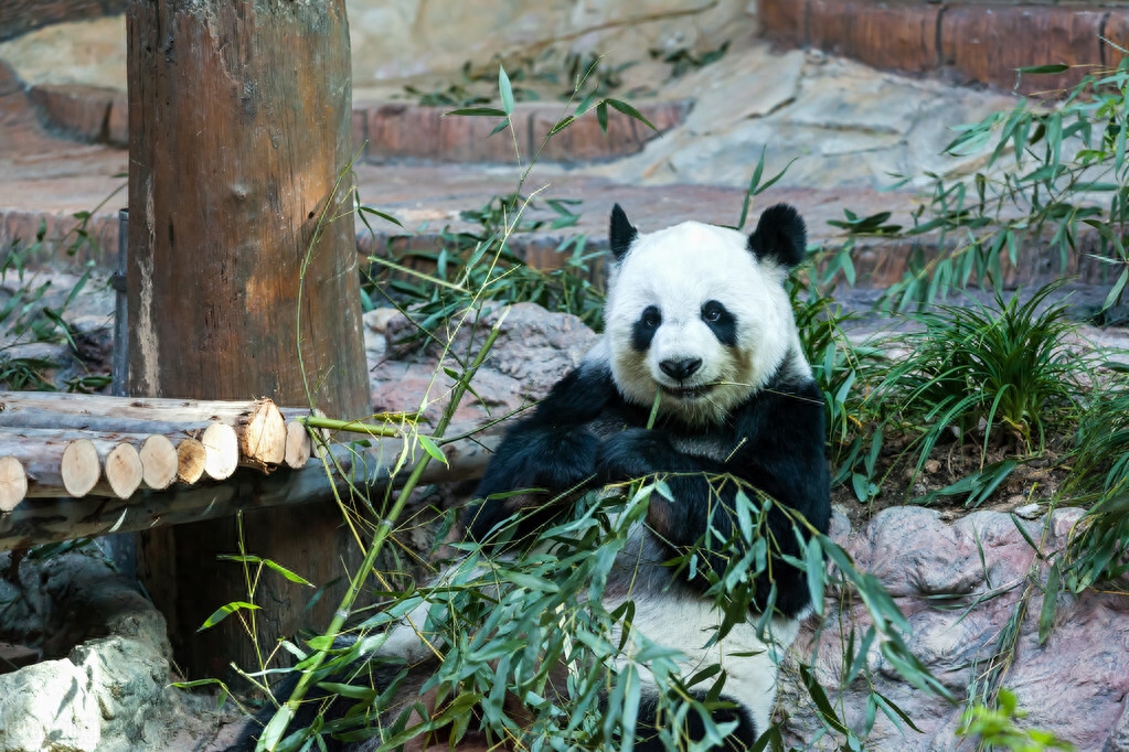 panda是什么意思，古代有熊猫吗