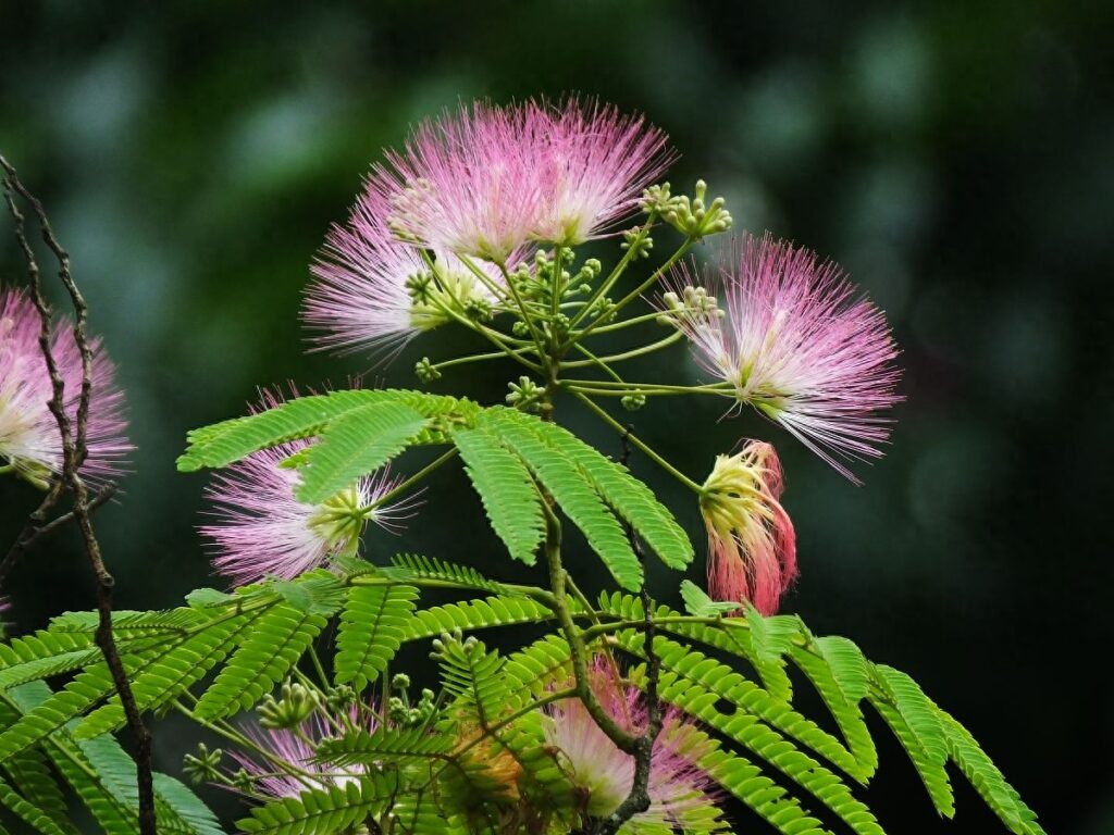 象征爱情的花有什么，象征爱情的花有什么品种