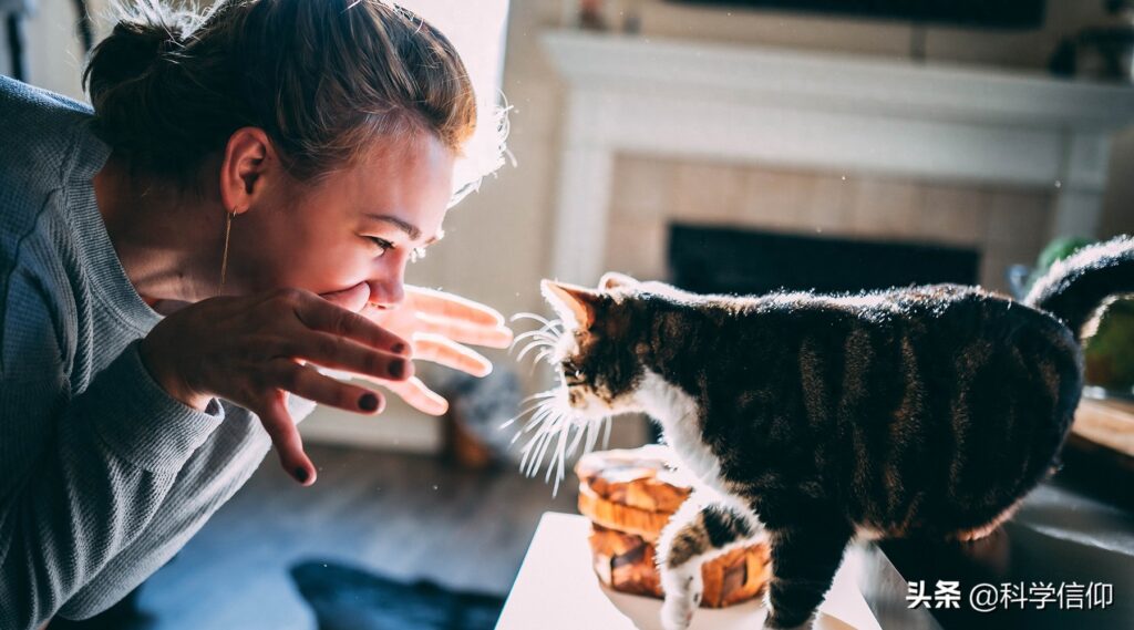 猫为什么吃老鼠，猫吃老鼠的原因