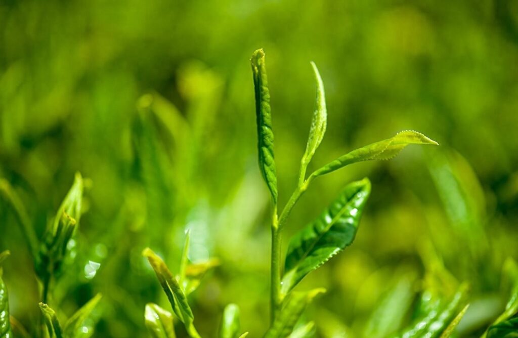 生茶和熟茶有什么区别，什么叫生茶什么叫熟茶