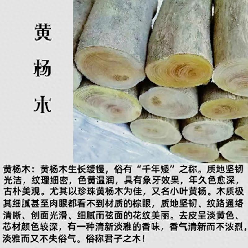 黄杨树价值图片