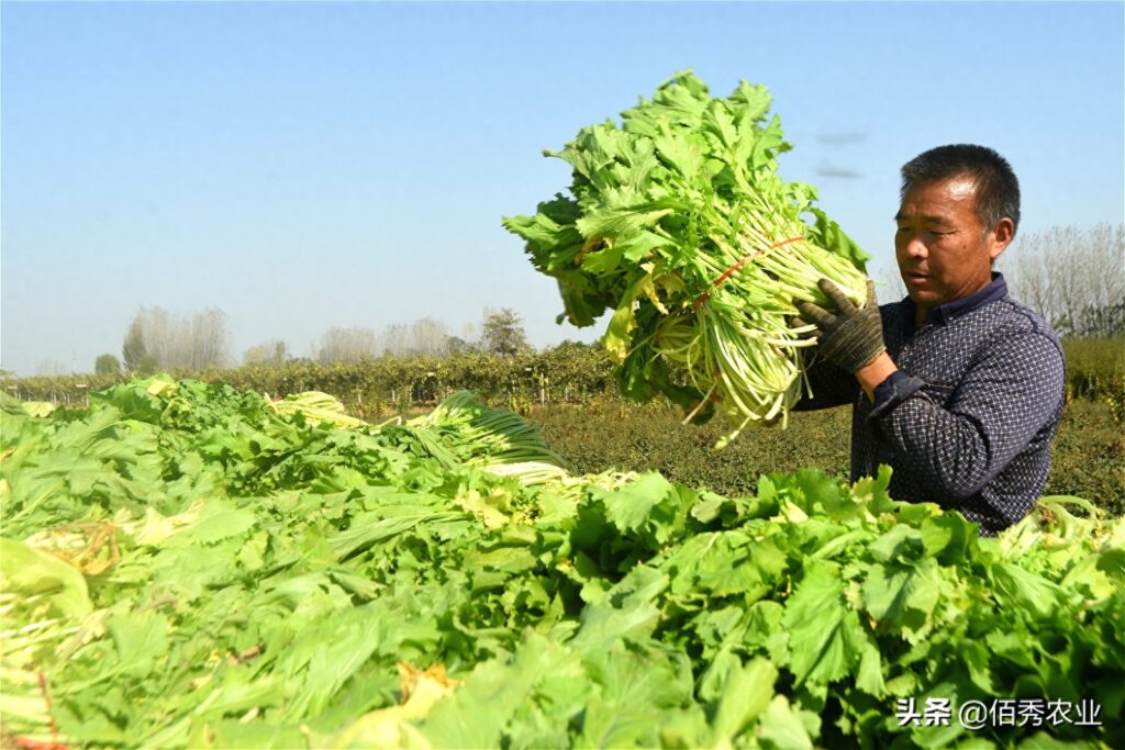 雪菜是什么菜，农村一般都叫什么