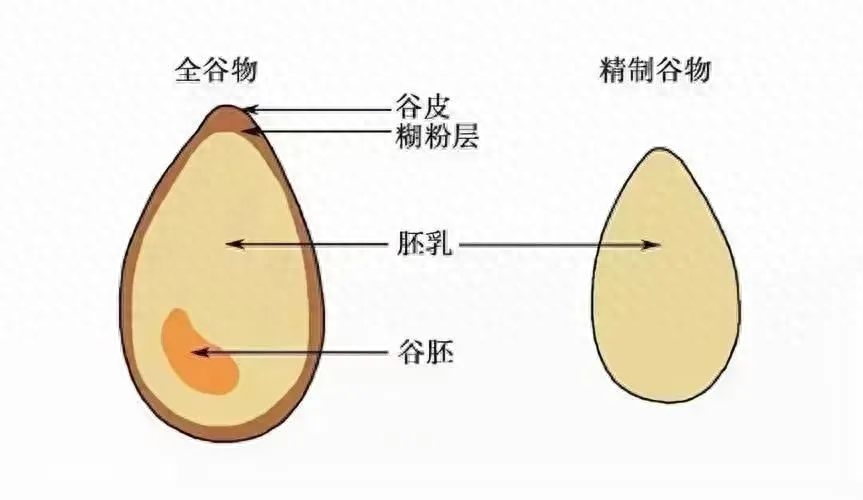 为什么劝你吃够碳水，什么才是高质量碳水