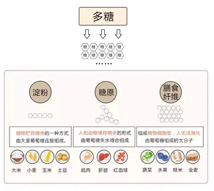 什么是碳水化合物，碳水化合物的分类