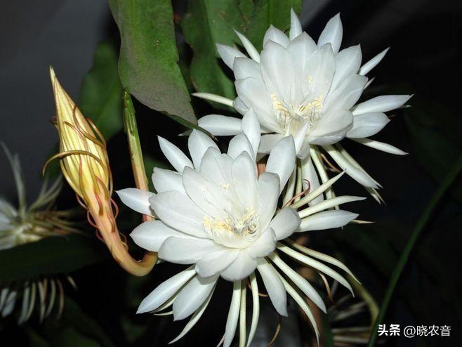 昙花怎样吃最好，昙花能吃吗