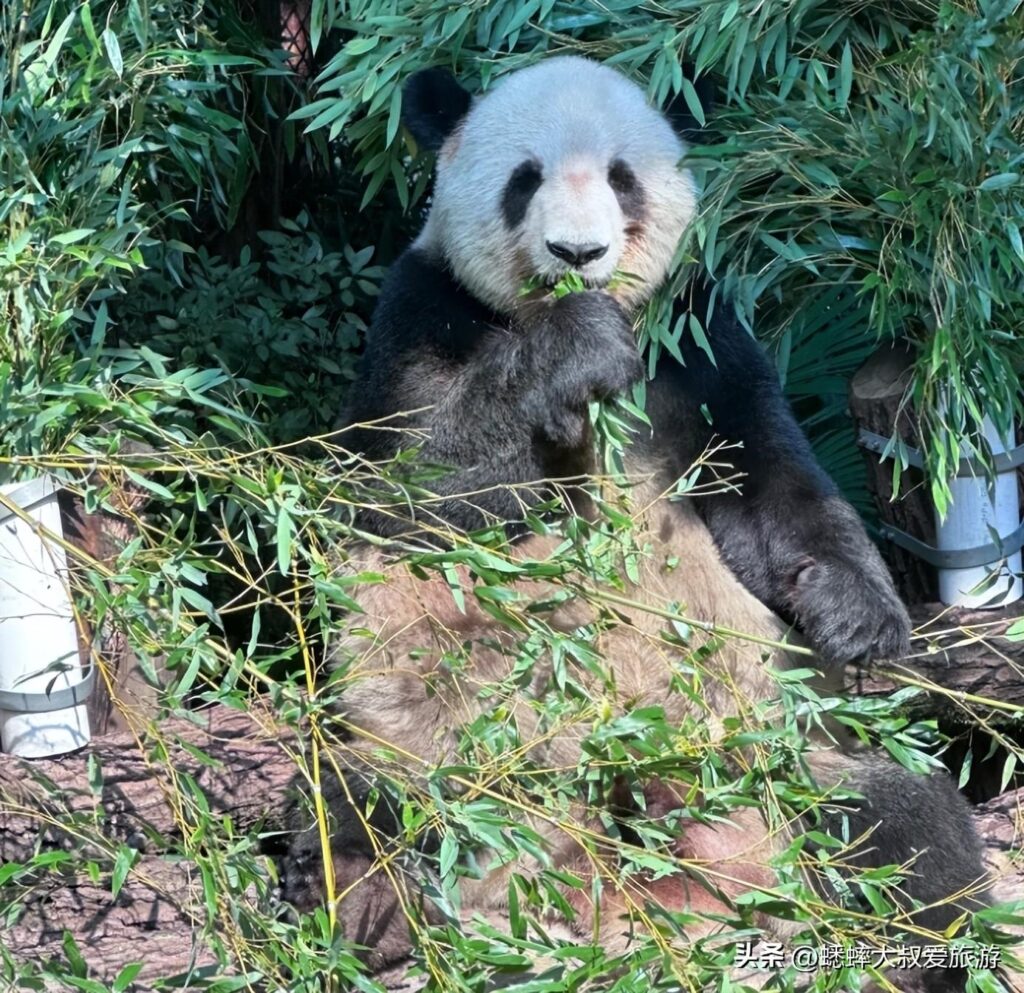 上海一日游最佳安排，上海一日游必去景点推荐