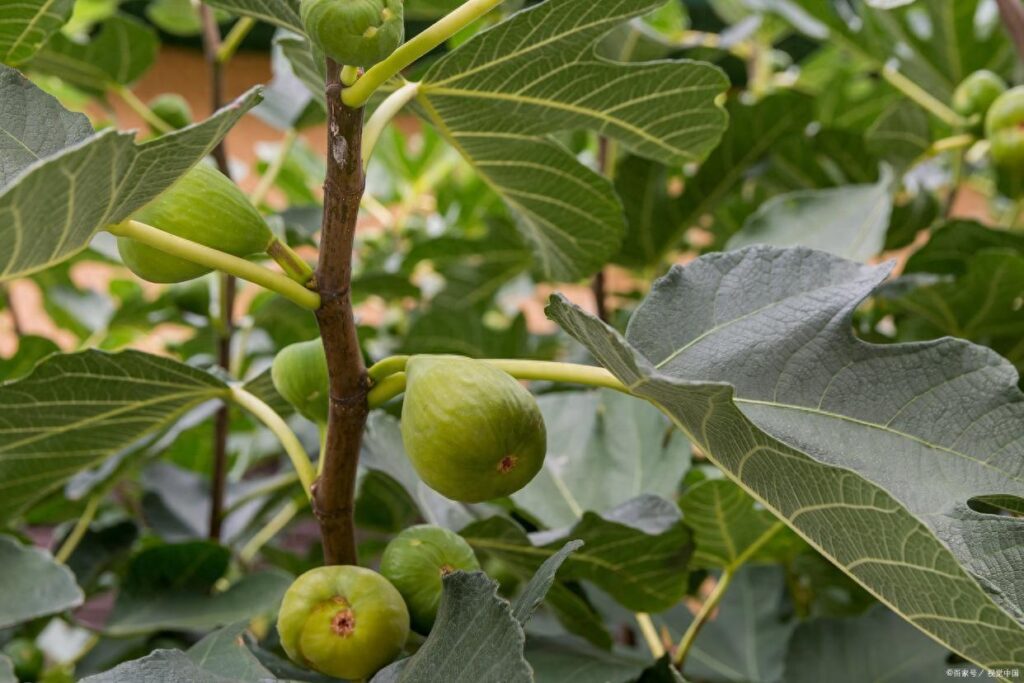 无花果树适合在哪里养，无花果树的种植环境