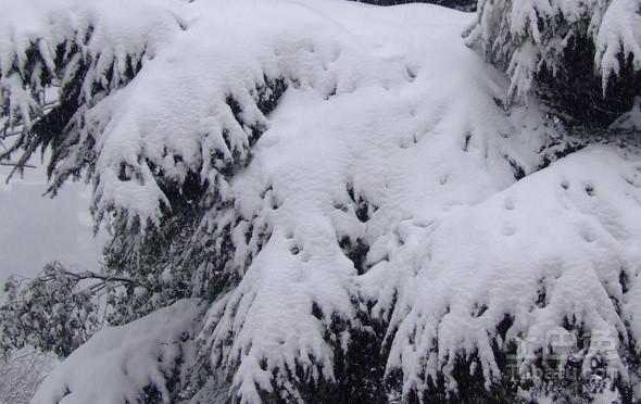 什么是米雪松，米雪松的介绍