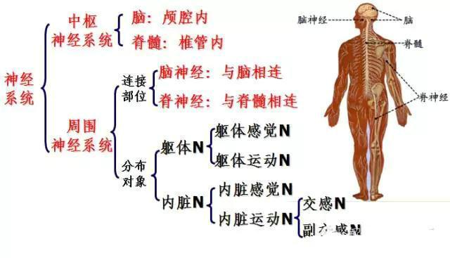 神经系统包括哪些，神经系统的组成和功能