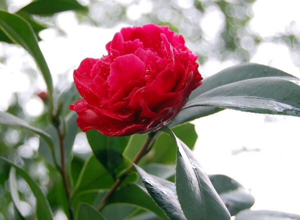 山茶花怎么养，山茶花的花语