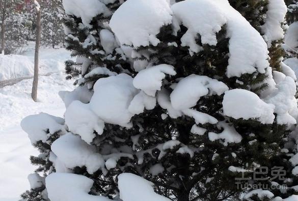 什么是米雪松，米雪松的介绍