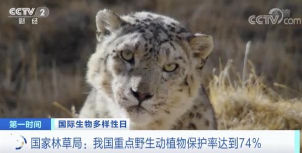 中国野生大熊猫有多少，中国目前野生大熊猫数量