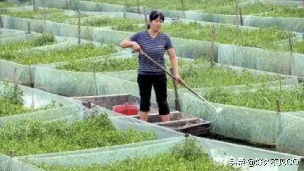 黄鳝价格波动的原因有哪些，黄鳝价格波动的主要原因