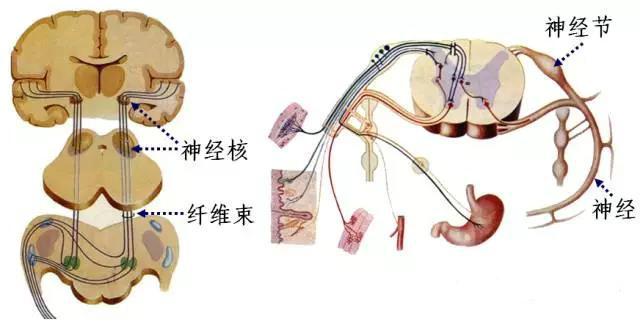 神经系统包括哪些，神经系统的组成和功能