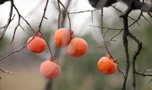 龙岩特产有哪些，福建龙岩特产排名