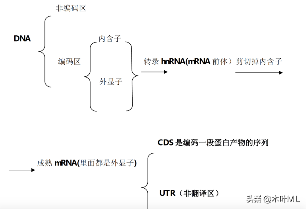 什么是DNA 复制，DNA 复制的概念