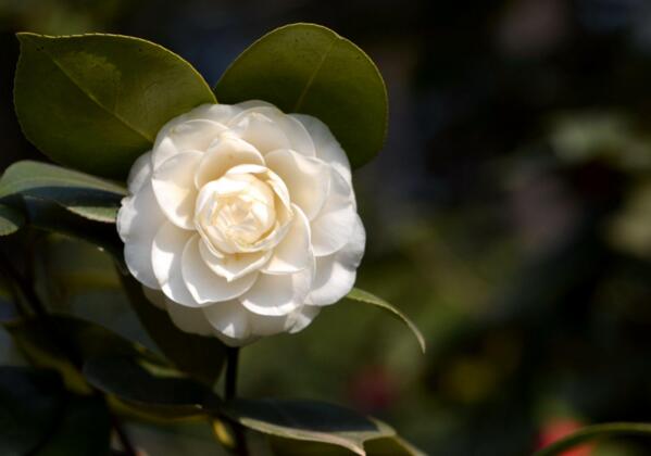 山茶花怎么养，山茶花的花语