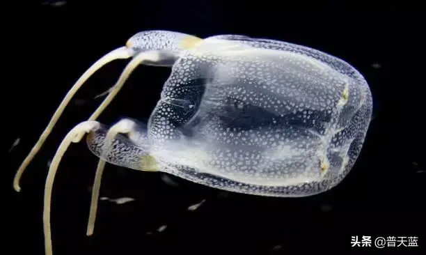 令人恐惧的生物有哪些，人类惹不起的10种恐怖动物