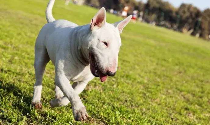 哪些适合作为宠物的忠犬呢，全球十大忠犬排名榜单揭晓