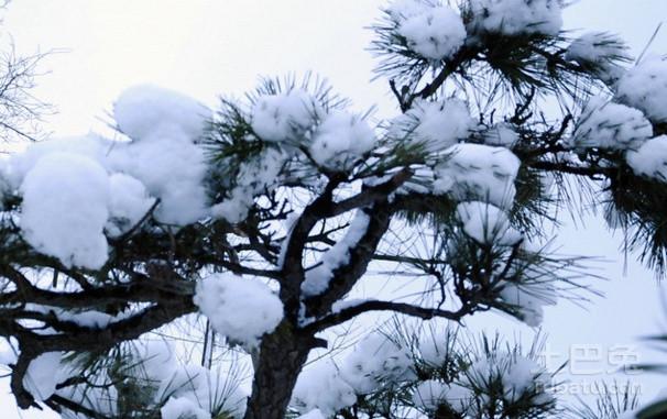 什么是米雪松，米雪松的介绍