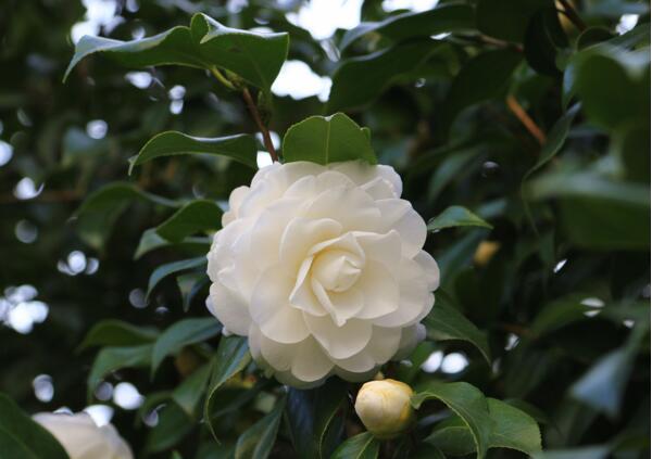 山茶花怎么养，山茶花的花语