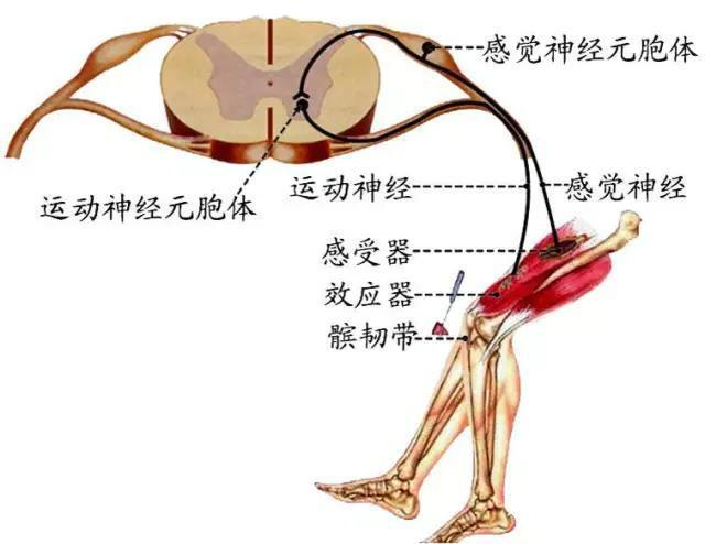 神经系统包括哪些，神经系统的组成和功能