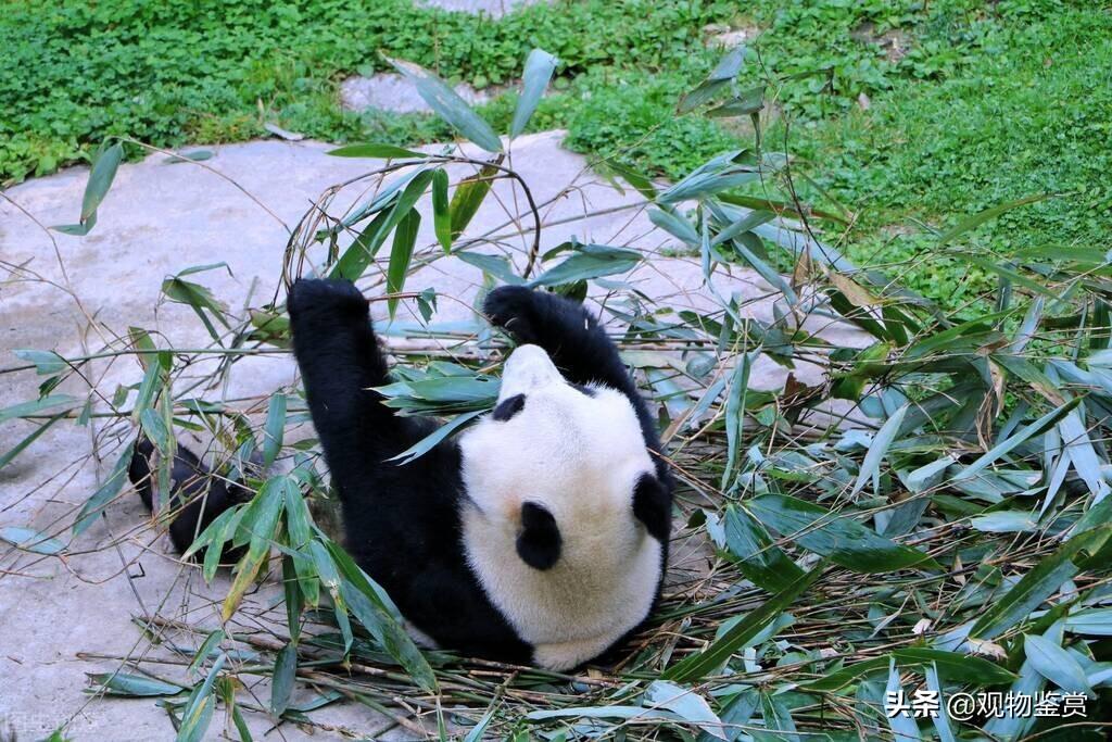 熊猫为什么是国宝，熊猫的特征