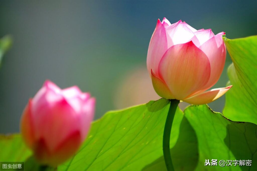 不朽之芳什么意思，孤芳自赏的意思