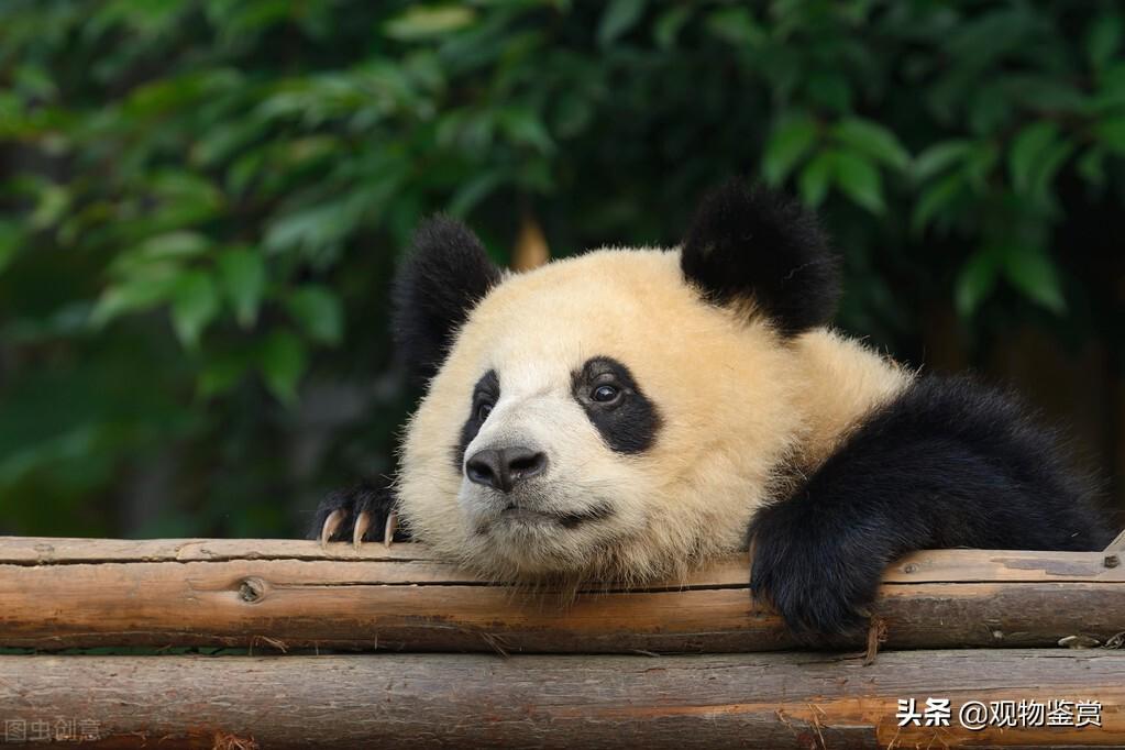 熊猫为什么是国宝，熊猫的特征