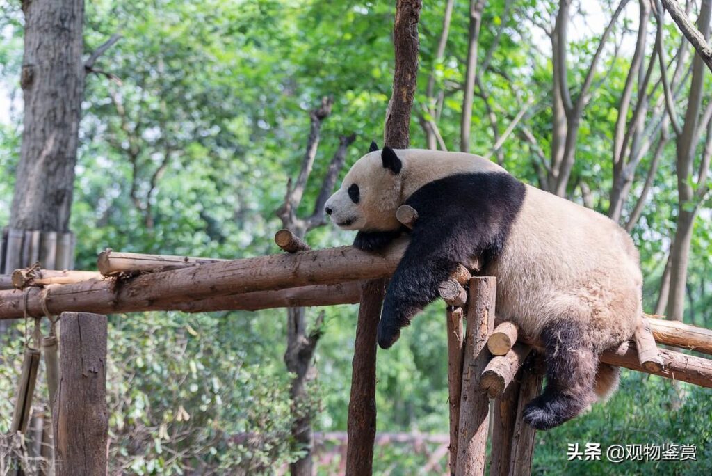 熊猫为什么是国宝，熊猫的特征