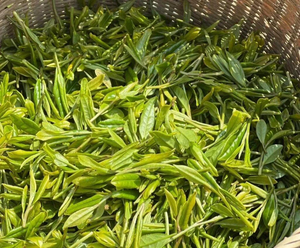 香椿芽是什么茶？谷雨茶是什么茶？