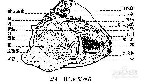 河蚌可以吃吗？怎么吃？