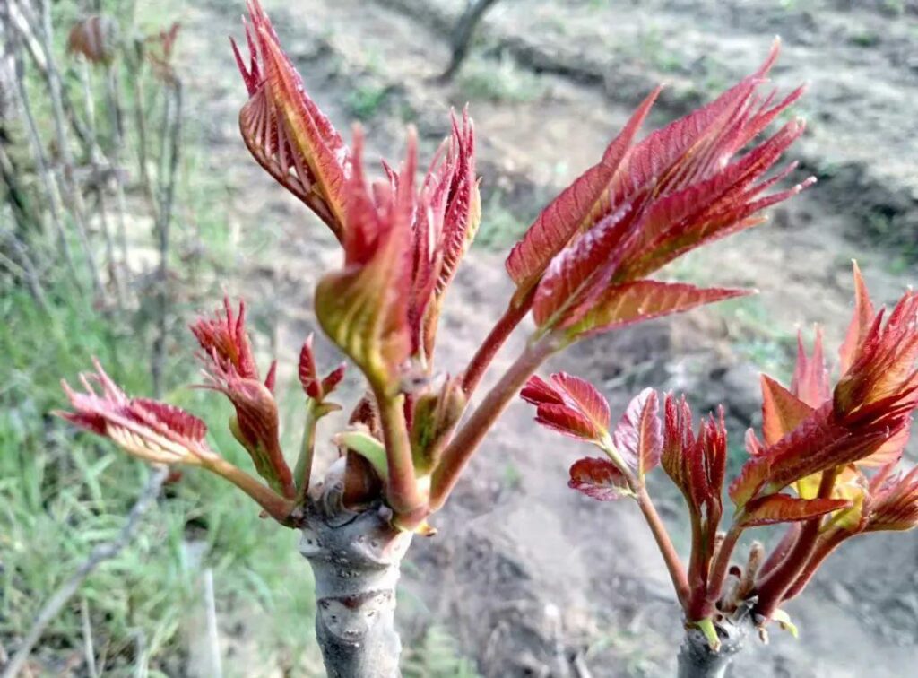 香椿芽是什么茶？谷雨茶是什么茶？