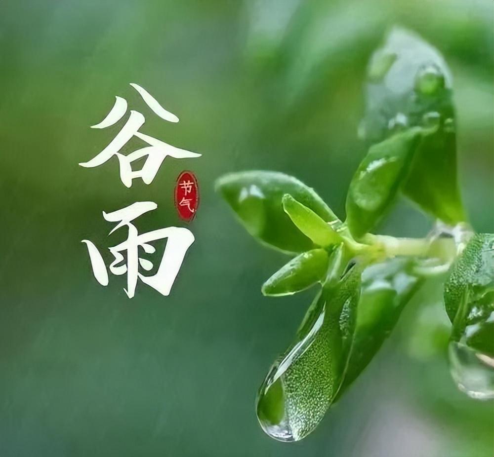 香椿芽是什么茶？谷雨茶是什么茶？