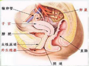 超声检查应不应该喝水？要不要憋尿？