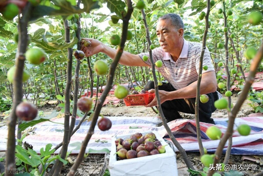 现在种植什么效益最好?现在种植什么最赚钱？