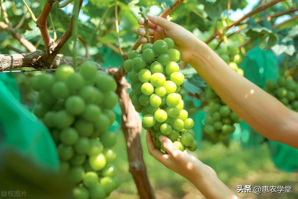 现在种植什么效益最好?现在种植什么最赚钱？