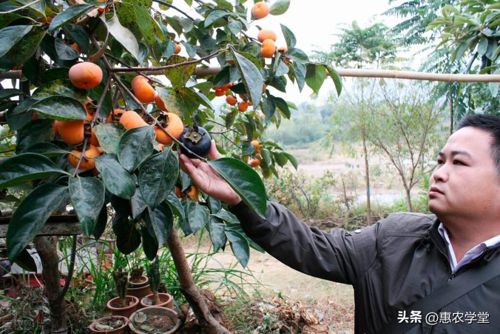 现在种植什么效益最好?现在种植什么最赚钱？