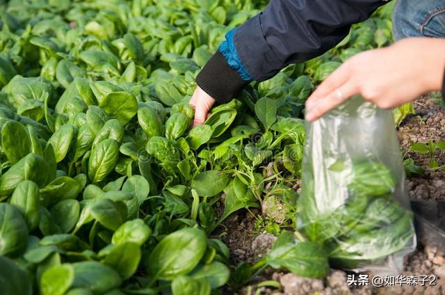 冬至种什么蔬菜最合适？五种适合冬至前后种植的蔬菜