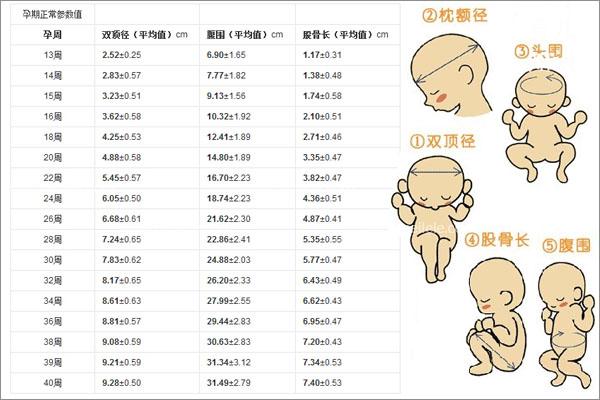 双顶径是什么意思？双顶径的发育标准