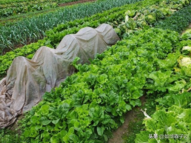 冬至种什么蔬菜最合适？五种适合冬至前后种植的蔬菜