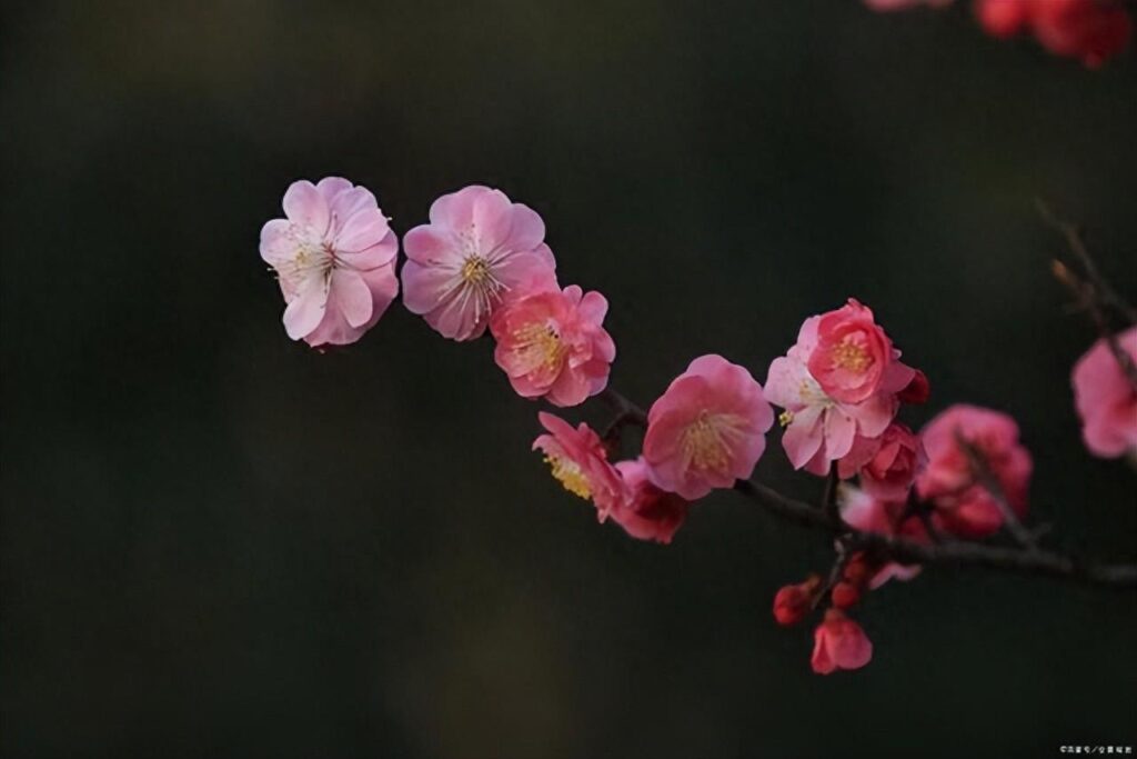 聊赠一枝春是写爱情的吗？聊赠一枝春什么意思？