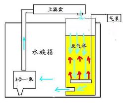 鱼缸陶瓷环放在什么位置?鱼缸中的陶瓷环应该如何放置好?