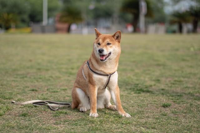 一只柴犬多少钱?柴犬多少钱一只？