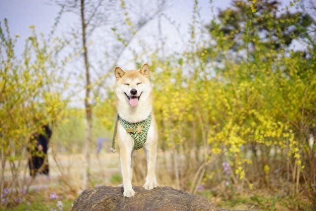 一只柴犬多少钱?柴犬多少钱一只？