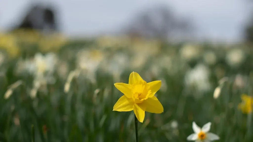 4月8是什么节?四月八是什么节日?